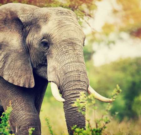 An elephant in nature walking alongside lush vegetation.